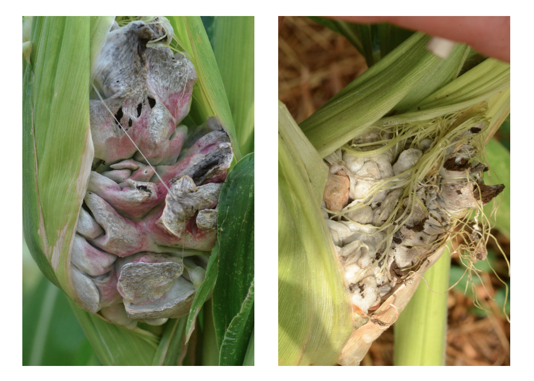 huitlacoche mais illu.png