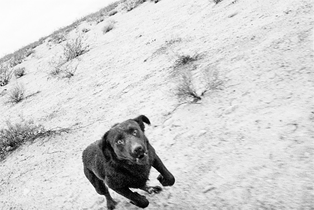 john divola fotografii caini case abandonate