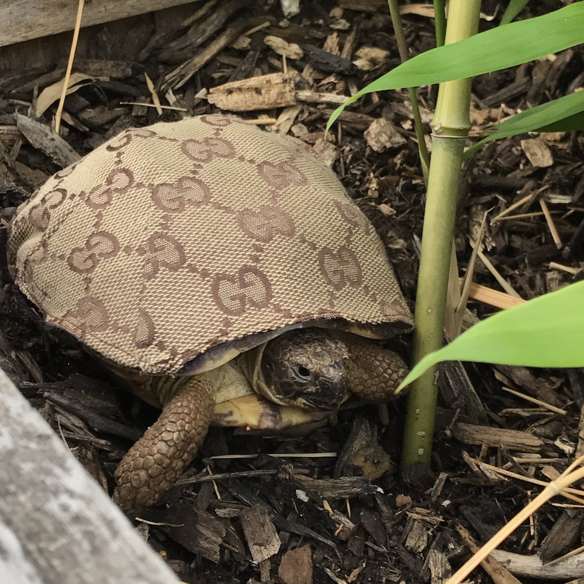 Imran potato gucci turtle NFT.JPG