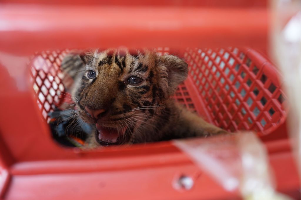 Dozens of Tigers Rescued in Major Illegal Wildlife Busts