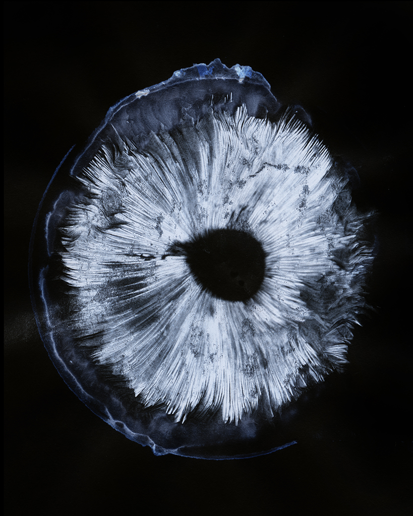spore print blue 02.jpg