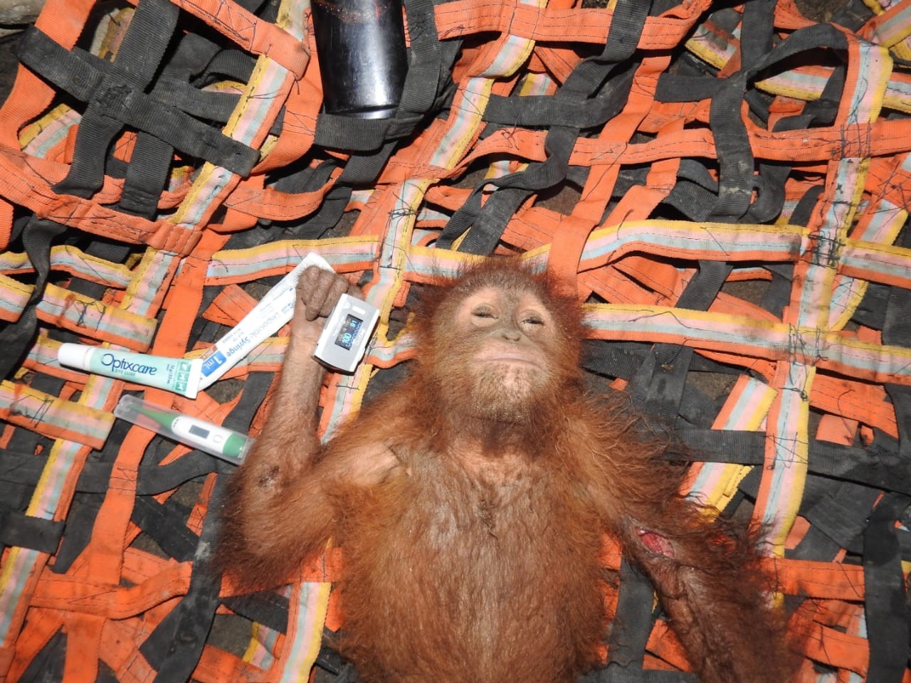 Sumatran Orangutan Trafficking - OIC(4).jpeg