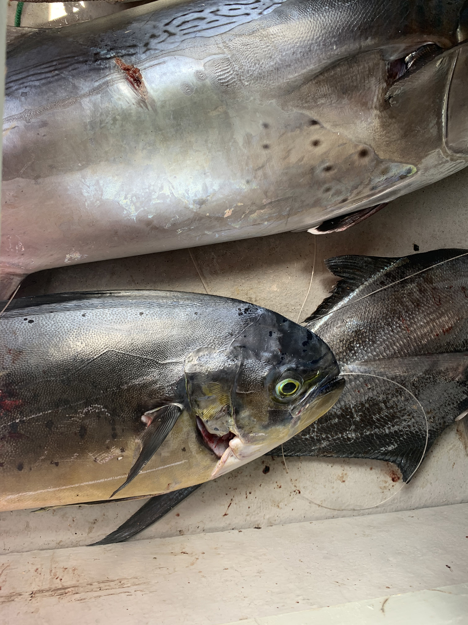 Pesca sostenibile tonno.jpg