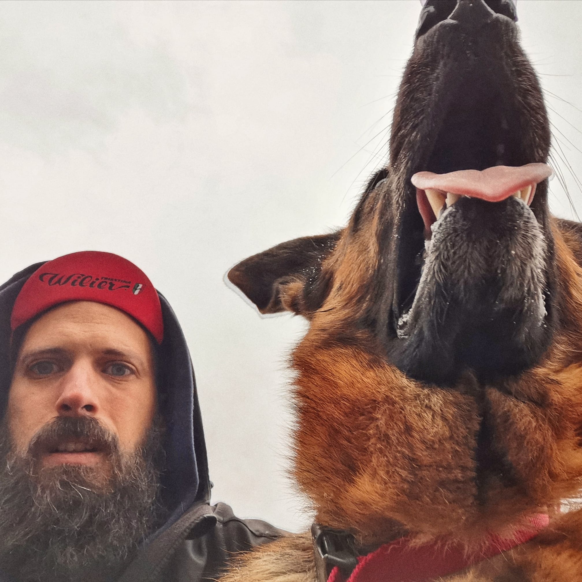 Lelaki berjenggot lebat dan anjing german shepherd berbulu cokelat