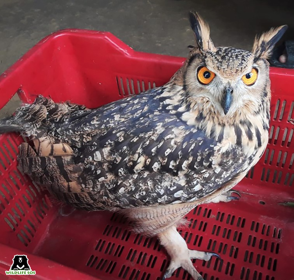 An Indian Eagle Owl rescued from wildlife traffickers (1).jpg