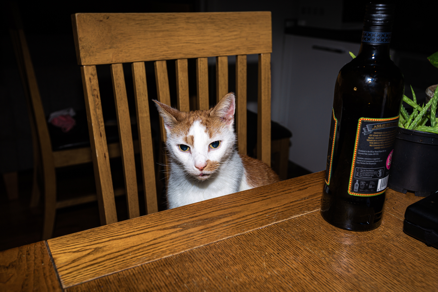 A cat waiting for steak