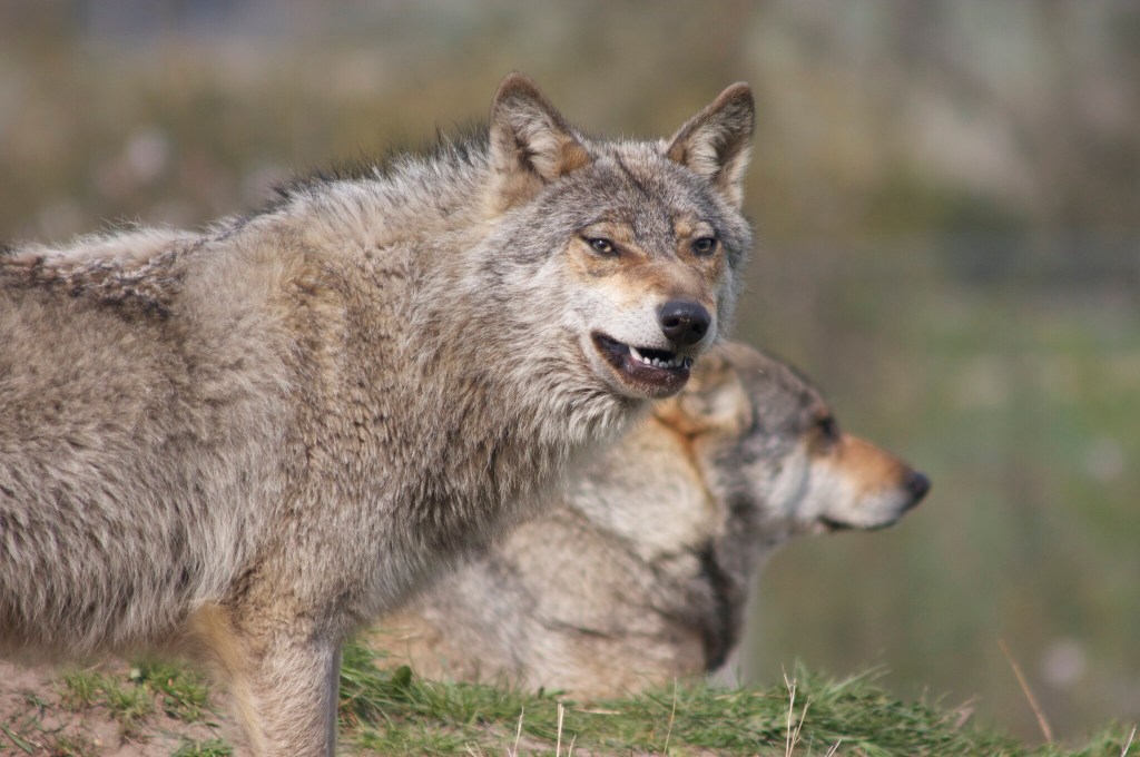 2451861550_d465ebb961_k