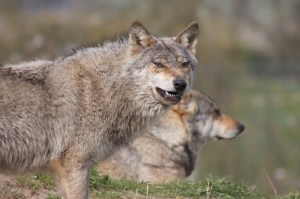 2451861550_d465ebb961_k