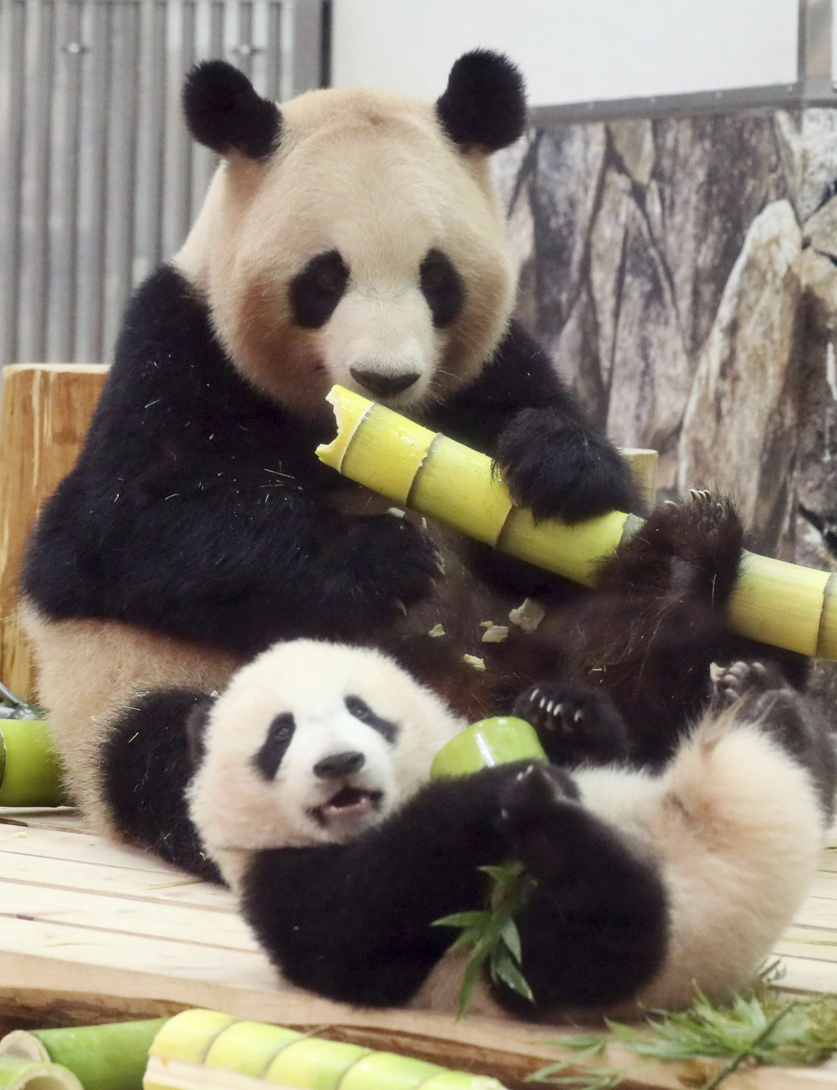 pandas, china, chubby, chunky, cute, thick, vegan, bamboo, diet, leaves, shoot, gut, bacteria, research, science