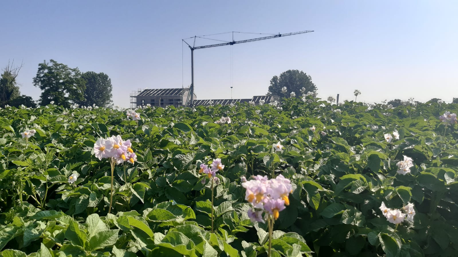 agrivis fiori patate.JPG