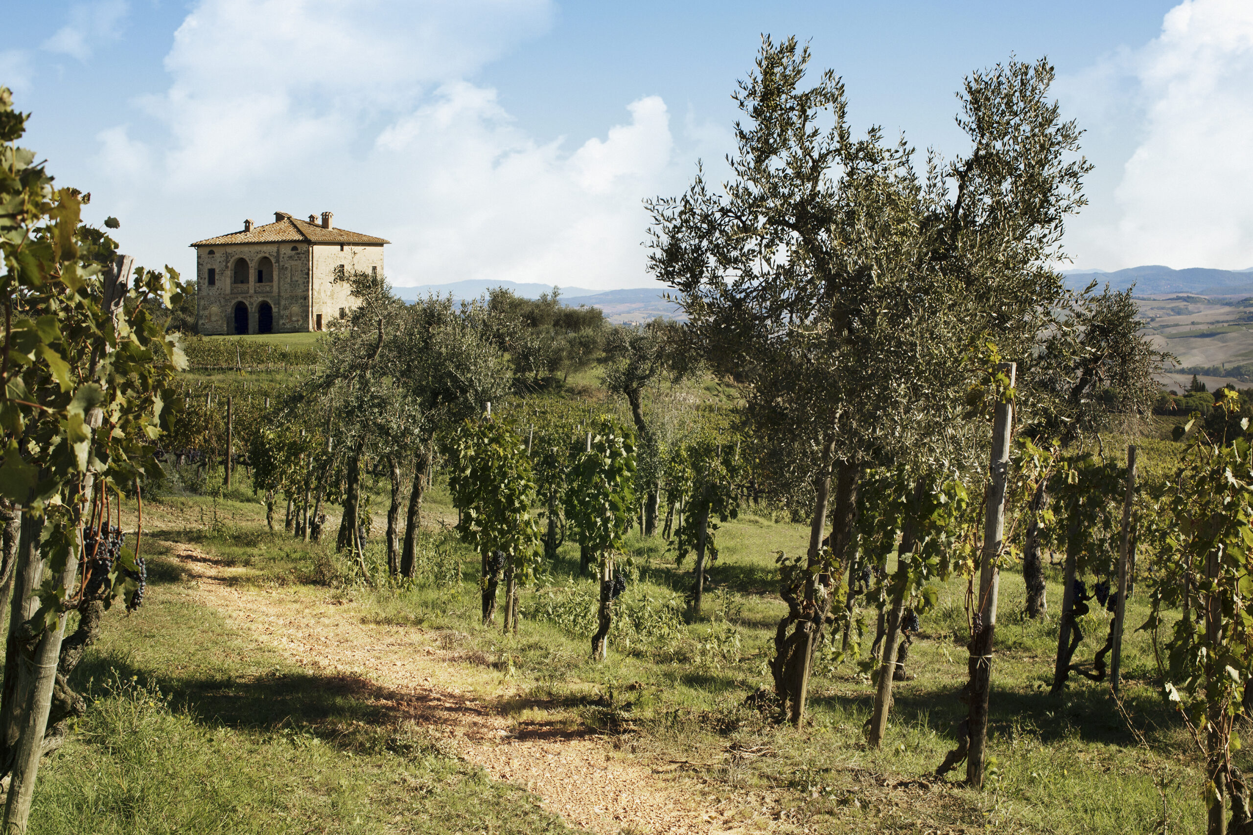 Vigne Biondi Santi.jpg