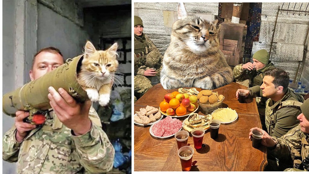 pisici-razboi-in-ucraina-invazie-rusia-internet