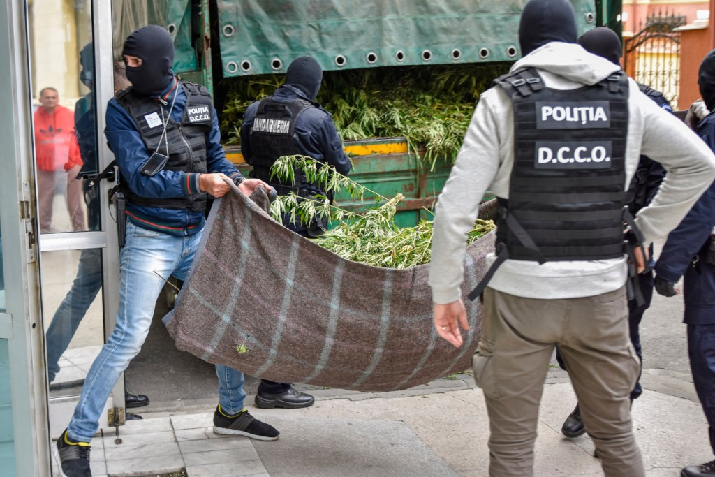 momente capturi iarba in romania, legalizare canabis legi romania marijuana