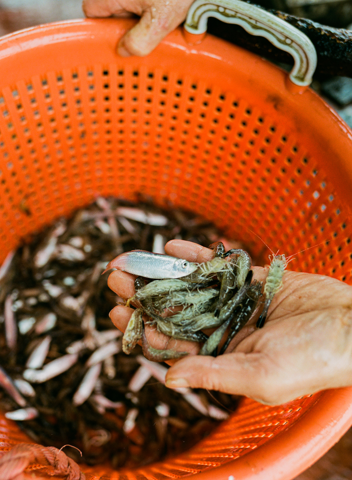 Ostend, fishing, photography - Photograph of a hand scooping minnows out of an orange bucket.