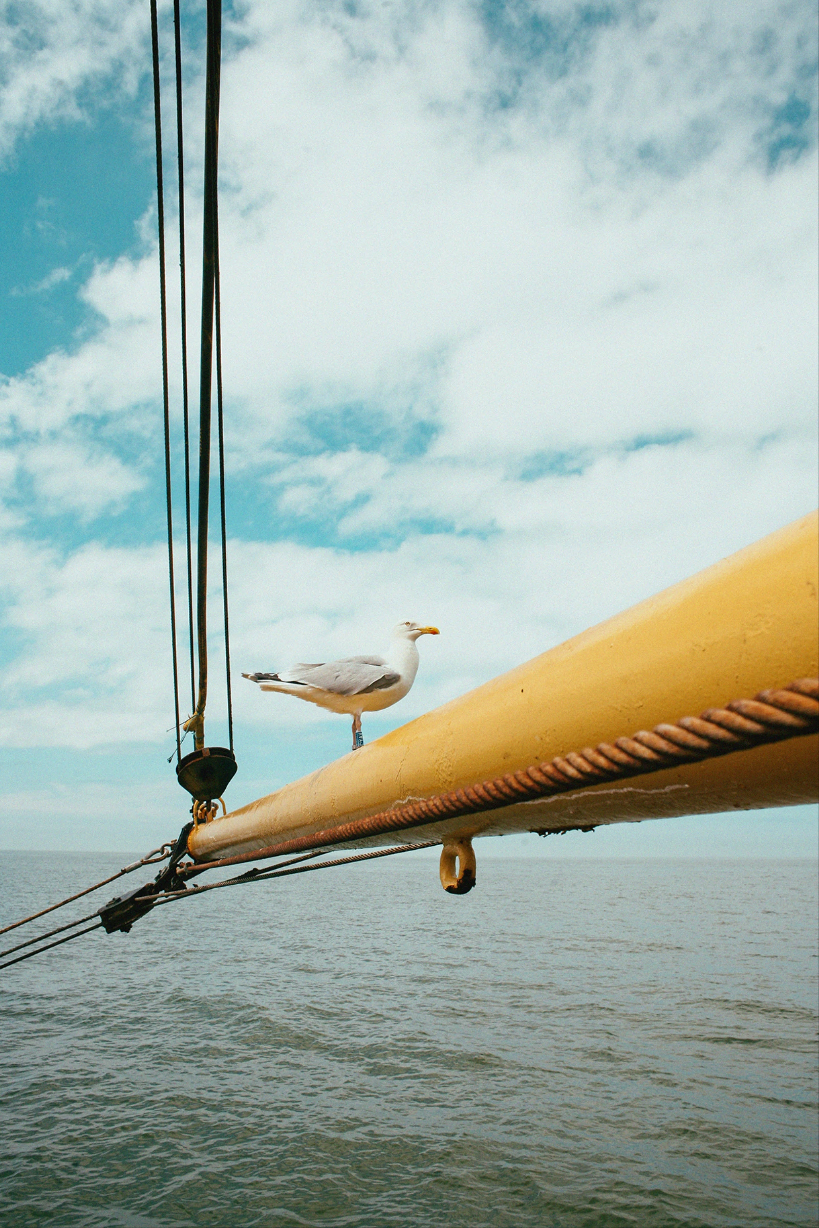 Ostend, photography, fishing - Photograph of a seagull standing on the boom of a boat.