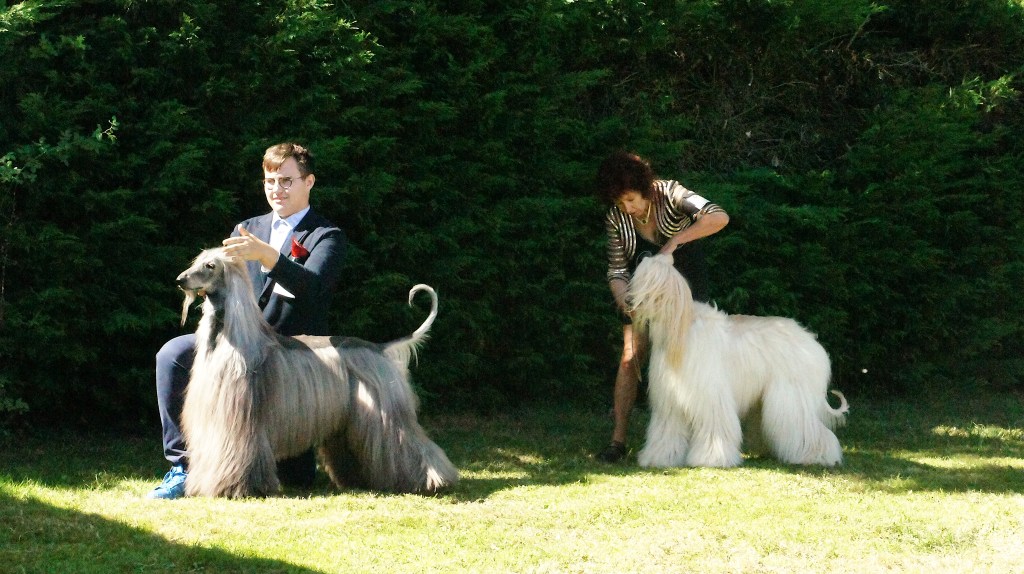 In Photos: Μία Έκθεση Όπου τα Σκυλιά Είχαν πιο Ωραία Μαλλιά από τους Ανθρώπους