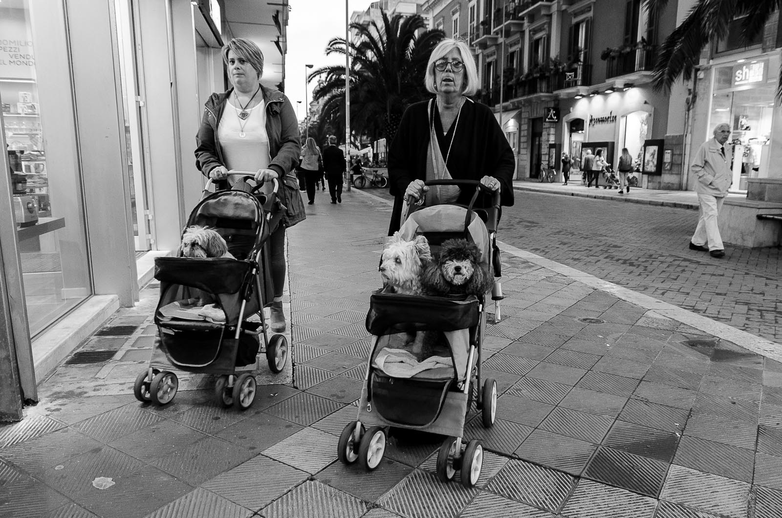 caini fotografie personalitate animale de companie 10