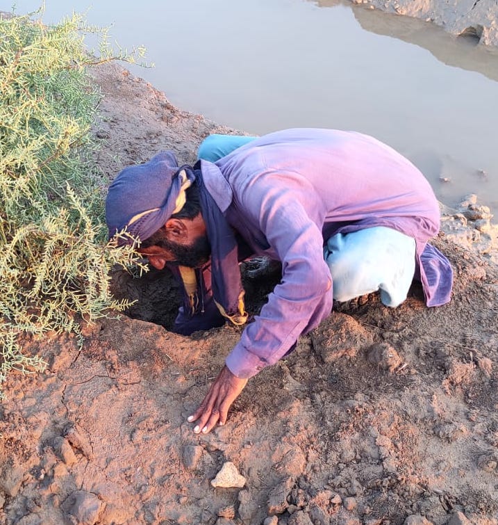 Pakistan, climate change, climate crisis, crabs, wildlife, South Asia, fishing