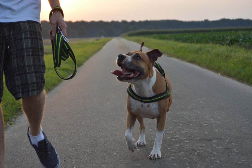 walking-sunset-dog-walk-brown-mammal-1221787-pxhere