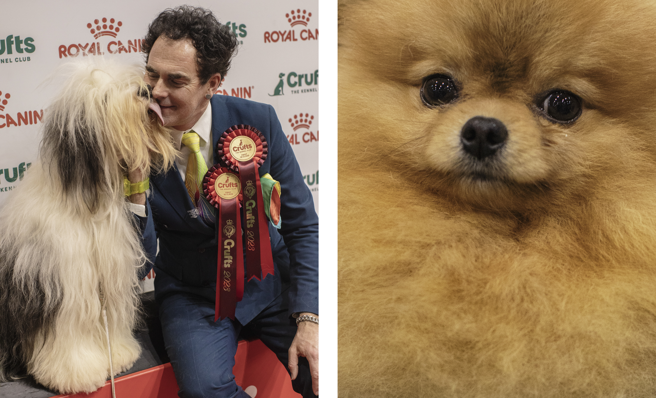 The left image shows an English sheepdog licking a man's face. He's wearing a suit with a bunch of award pins. The right image is a tight close-up of a brown Pomeranian with a tear in its eye.