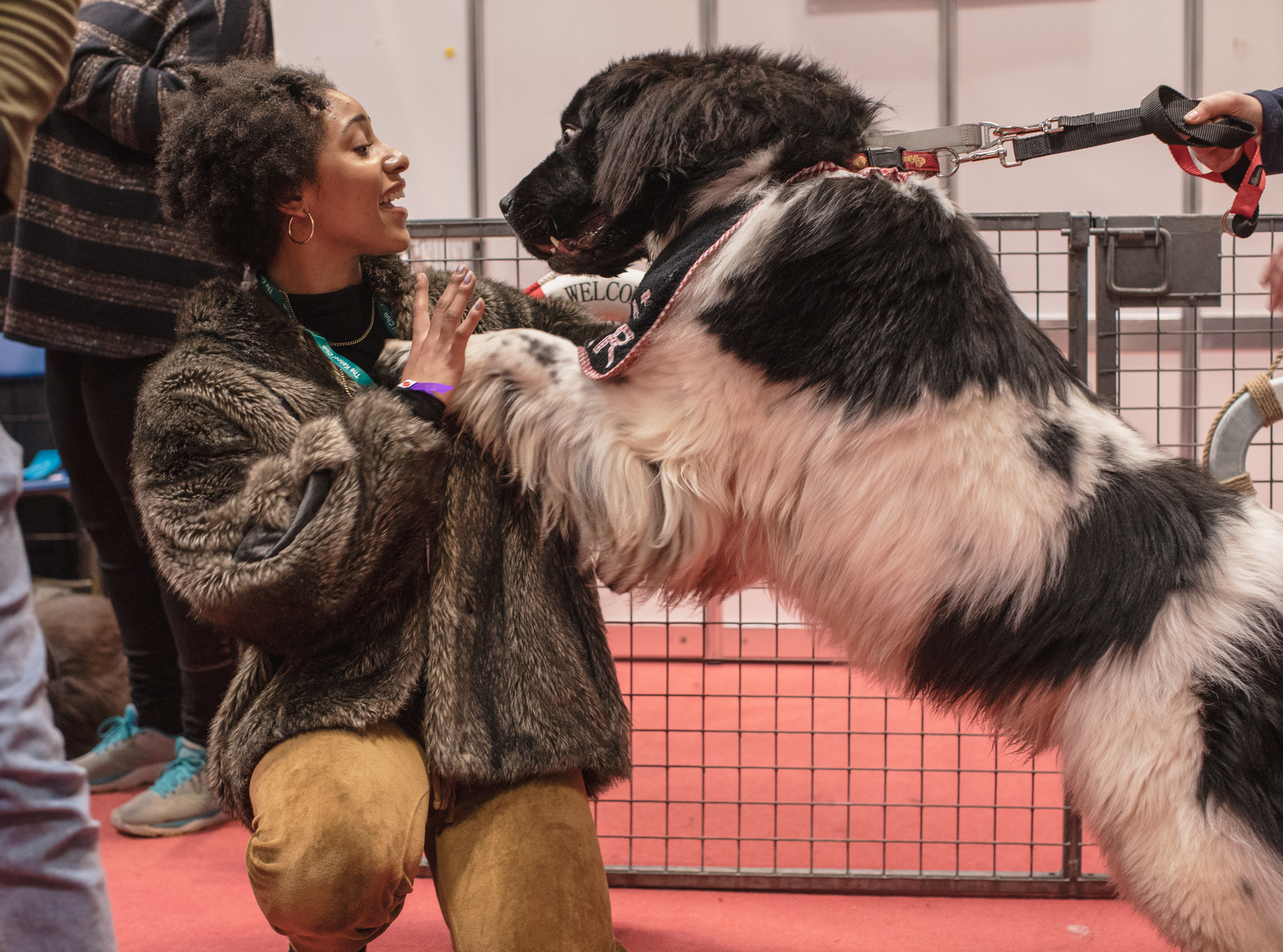 Jordan is crouched and looks surprised at a Newfoundland dog that is getting up on her.