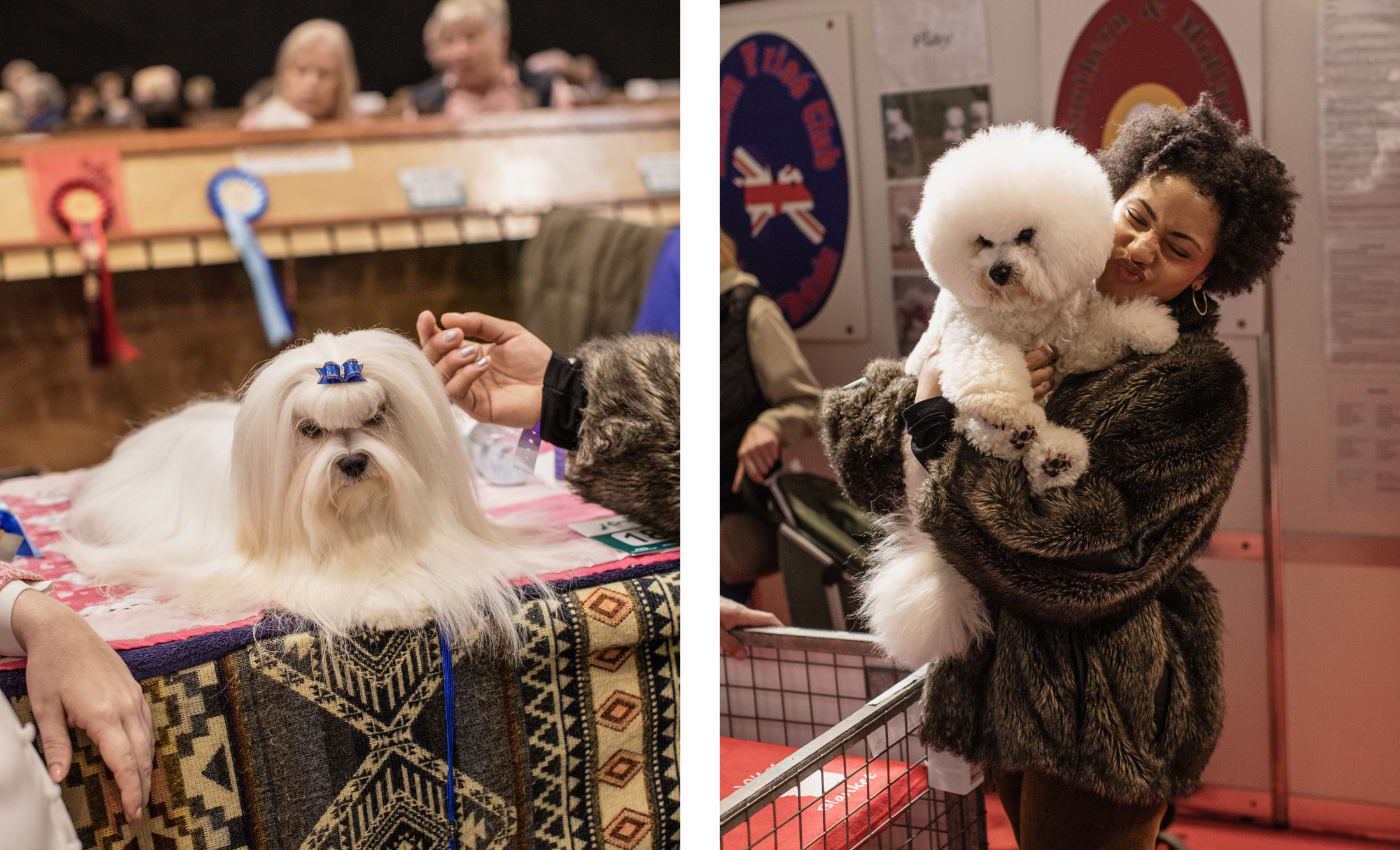 The left image shows Jordan's hand lightly petting a Maltese dog with the back of her hand. The right image shows Jordan holding a Bichon Frisé while making a kissy face.