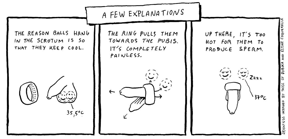 Heat-based contraception – illustration of testicles being pushed into the body via a silicon ring.