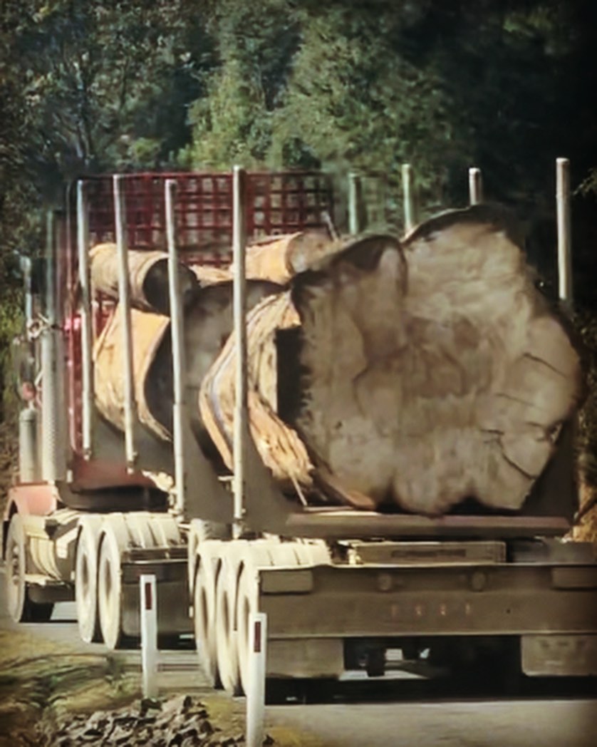 tasmania-giant-logged-tree