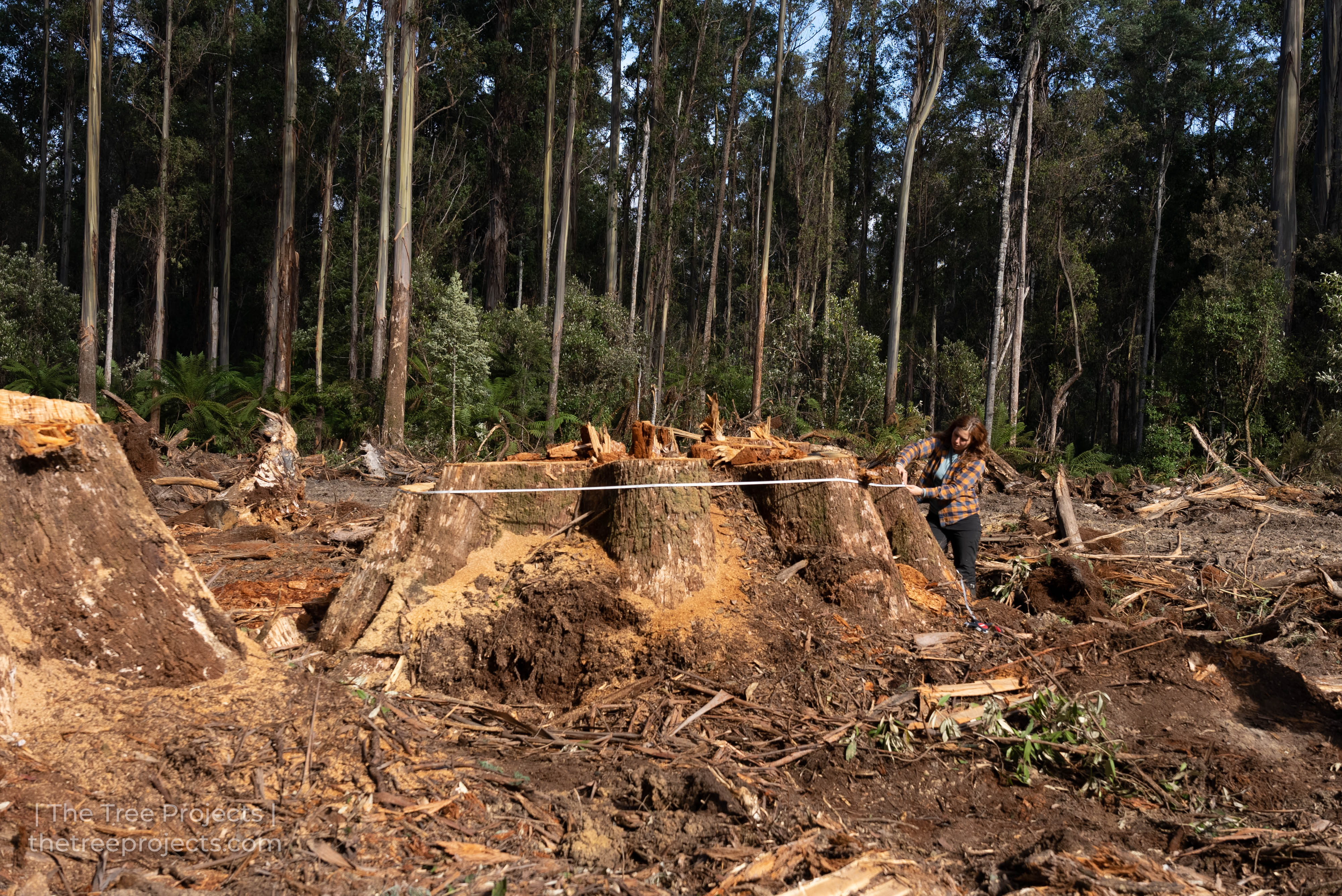 tree-stump-logging-tasmania