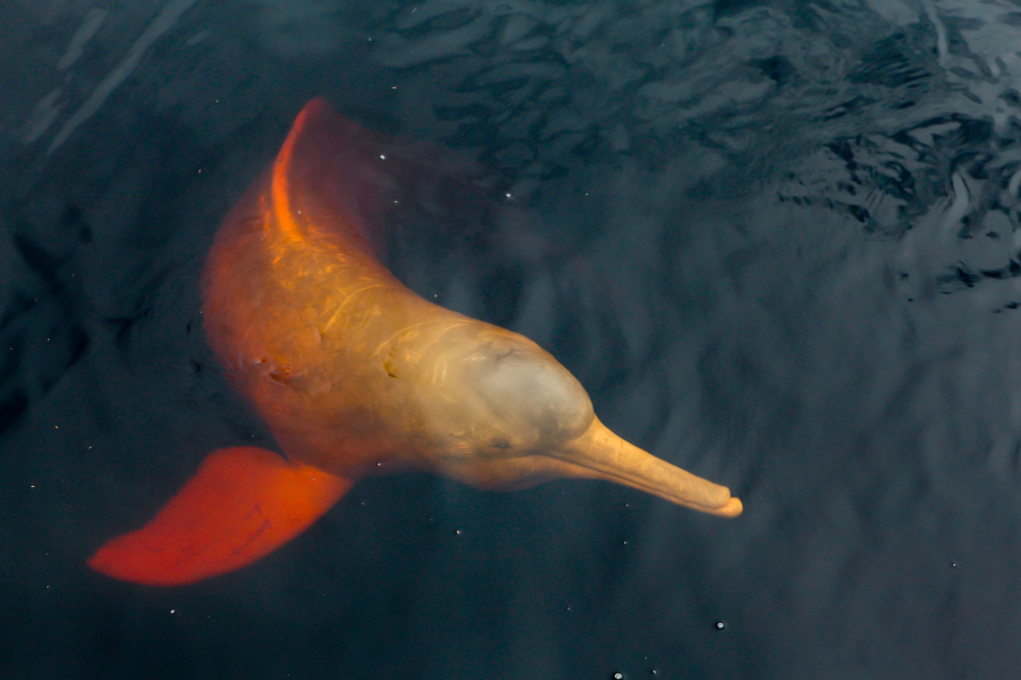 The Amazon Is Getting So Hot That Dolphins Are Dying En Masse