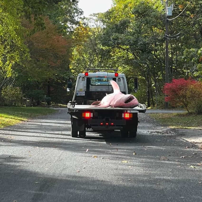 great white shrk cape cod