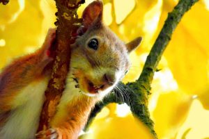 killer squirrels california voles