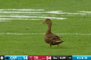nfl-fans-lost-their-minds-over-a-duck-on-the-field