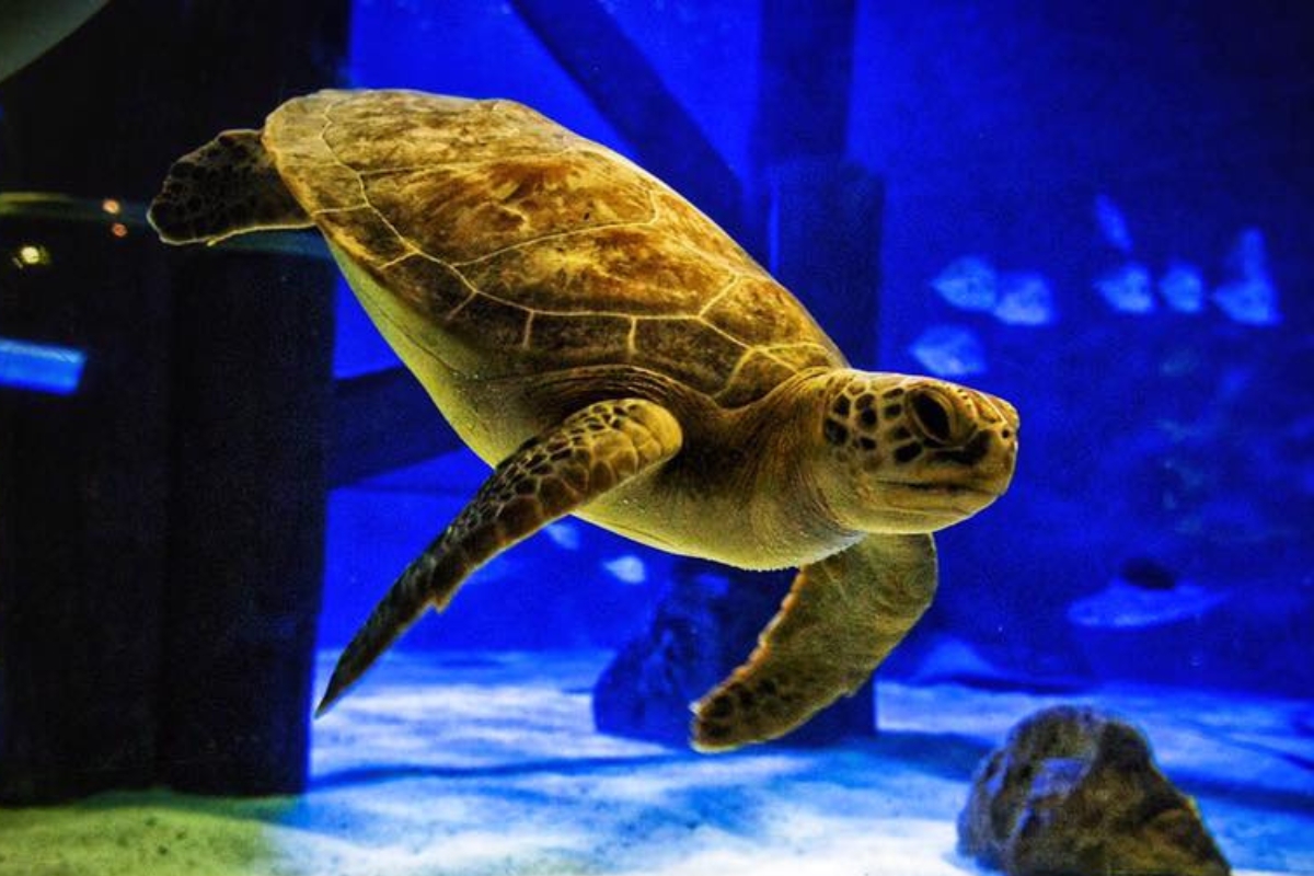 Sea Turtle Swimming Again Thanks to 3D-Printed Harness