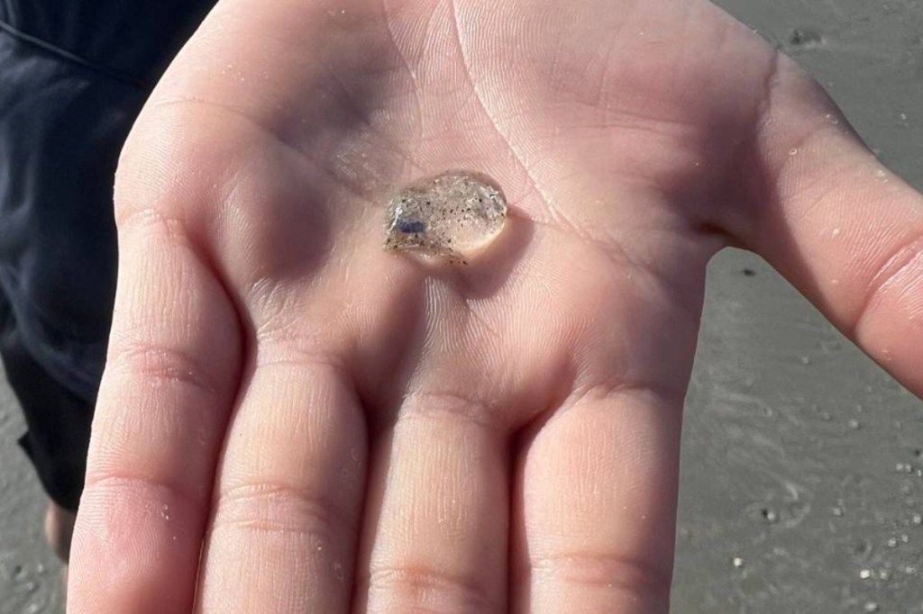 gel-blobs-are-taking-over-the-coast-in-myrtle-beach-theyre-actually-our-cousins