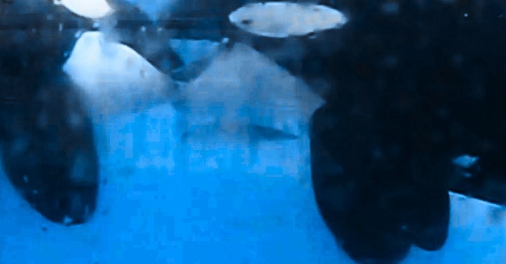 orcas-spotted-tongue-kissing-in-the-wild-for-the-first-time