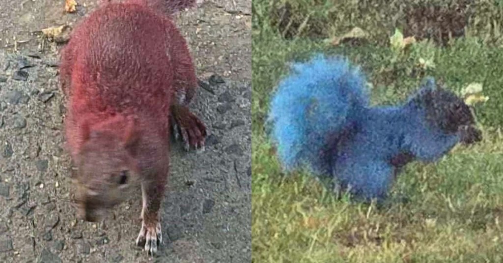 Some Jerk in Connecticut Keeps Painting Squirrels Neon Colors
