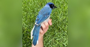 climate-change-just-gave-us-the-grue-jay-a-whole-new-species-of-bird