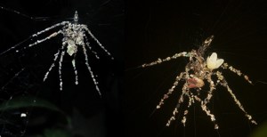 These Tiny Spiders Build Giant 'Puppet' Decoys From Disembodied Prey