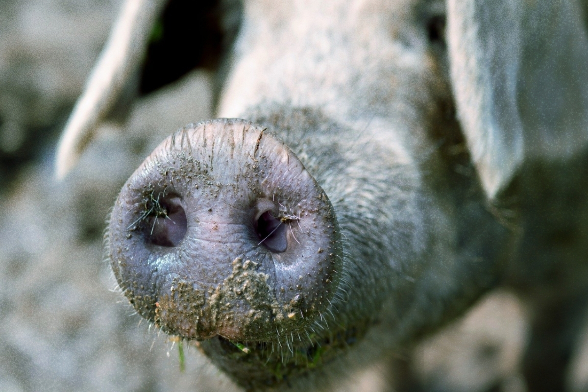 Mystic Heather and Virgin Snow