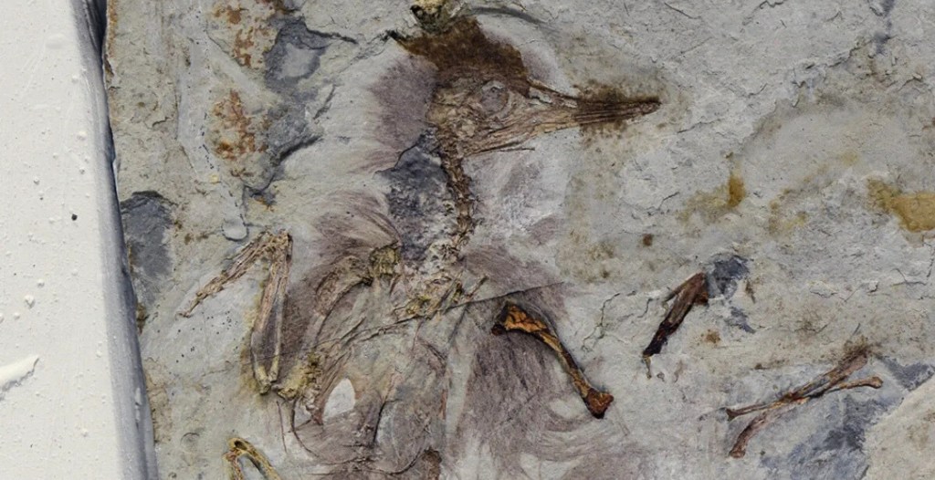 Ancient Bird Died By Choking On 800 Rocks
