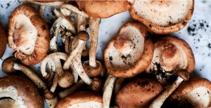 California Is Begging People to Buy Grocery Store Mushrooms Instead of Poisoning Themselves