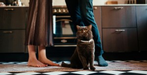 Study Finds Cats Meow More at Men Because They Can't Read Cat Vibes Like Women Can
