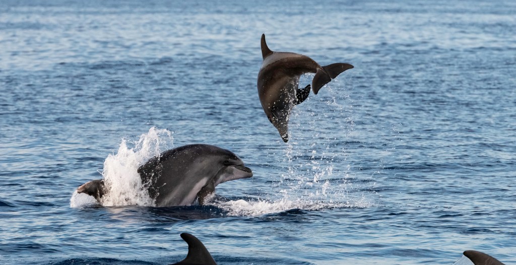 This Is How Dolphins Slow the Aging Process. Could It Work for Humans?