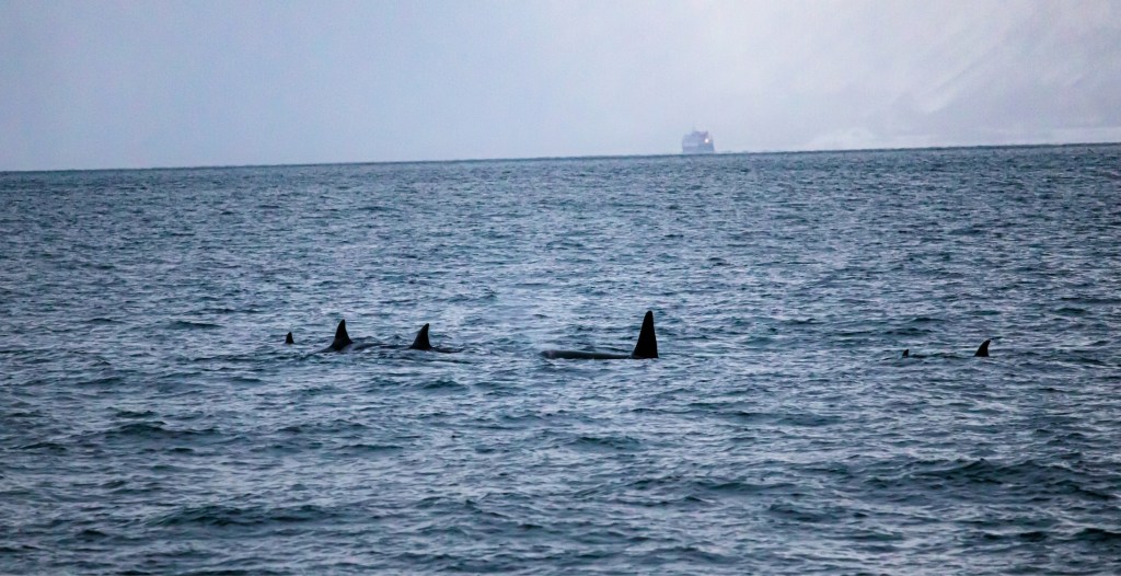Whales and Dolphins Team Up in First-Ever Recorded Hunt